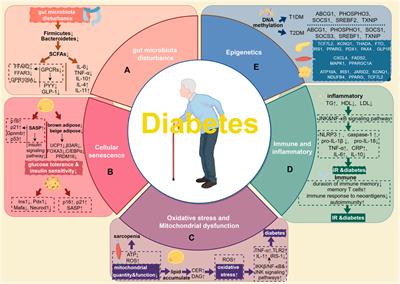 Characteristics of elderly diabetes patients: focus on clinical manifestation, pathogenic mechanism, and the role of traditional Chinese medicine